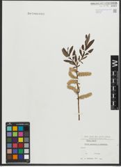 Foto von Salix purpurea L. x Salix viminalis L.